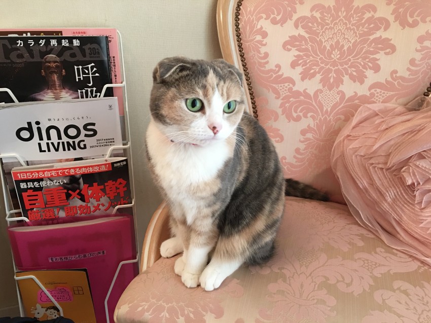 ぷらむの独り言