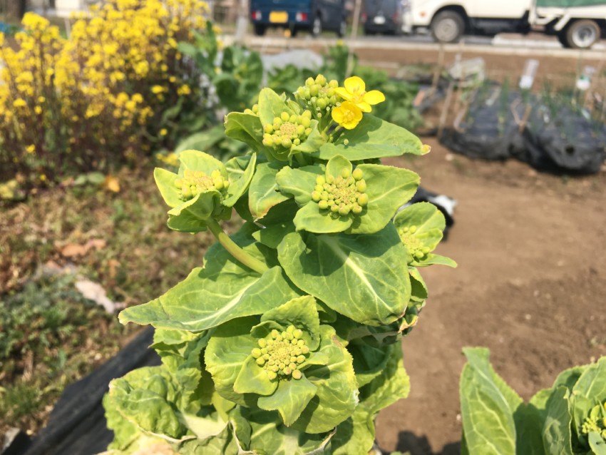 テゴコロ農園は菜の花が満開です