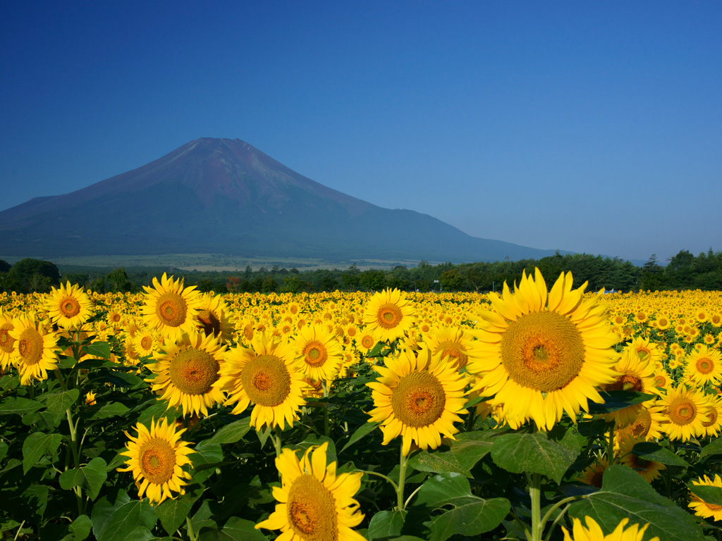 ８月のご予約状況